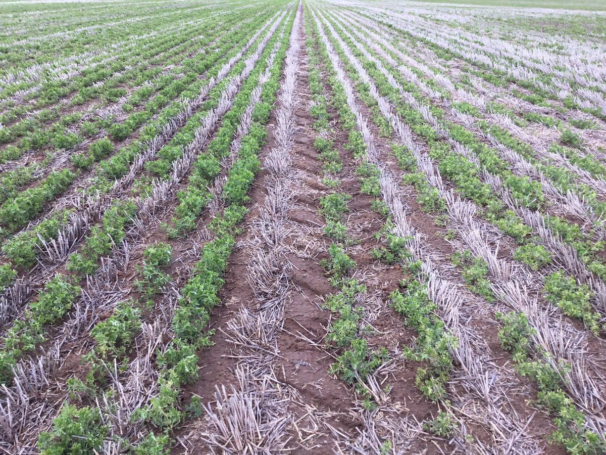 DMAg_consultant's tweet photo. Varietal tolerance of Bolt vs Jumbo 2- diflufenican - clear difference 🔥🌱 @JasonBrand @MatthewsonSean #rootuptake https://t.co/ppdmosbgMq
