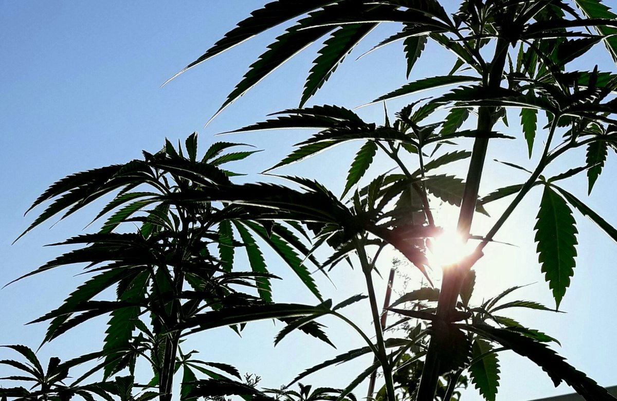 Apez140's tweet photo. @GreenbudSeeds Weed y Bello Día en Cantabria #CrewGrande, mirad que Guapa qué Estoy bajo su Sol.
Alegría y Felicidad.
Tu #SpitfireOne que Os Quiere ;-))) https://t.co/gM1ACWKMMa