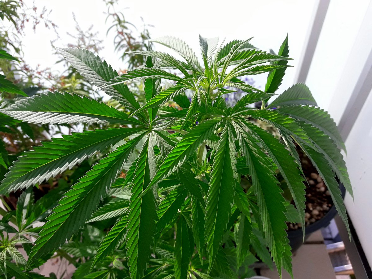 Apez140's tweet photo. @GreenbudSeeds Weed y Bello Día en Cantabria #CrewGrande, mirad que Guapa qué Estoy bajo su Sol.
Alegría y Felicidad.
Tu #SpitfireOne que Os Quiere ;-))) https://t.co/gM1ACWKMMa