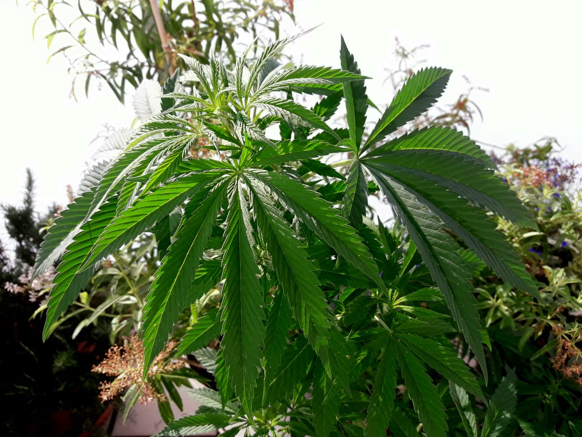 Apez140's tweet photo. @GreenbudSeeds Weed y Bello Día en Cantabria #CrewGrande, mirad que Guapa qué Estoy bajo su Sol.
Alegría y Felicidad.
Tu #SpitfireOne que Os Quiere ;-))) https://t.co/gM1ACWKMMa
