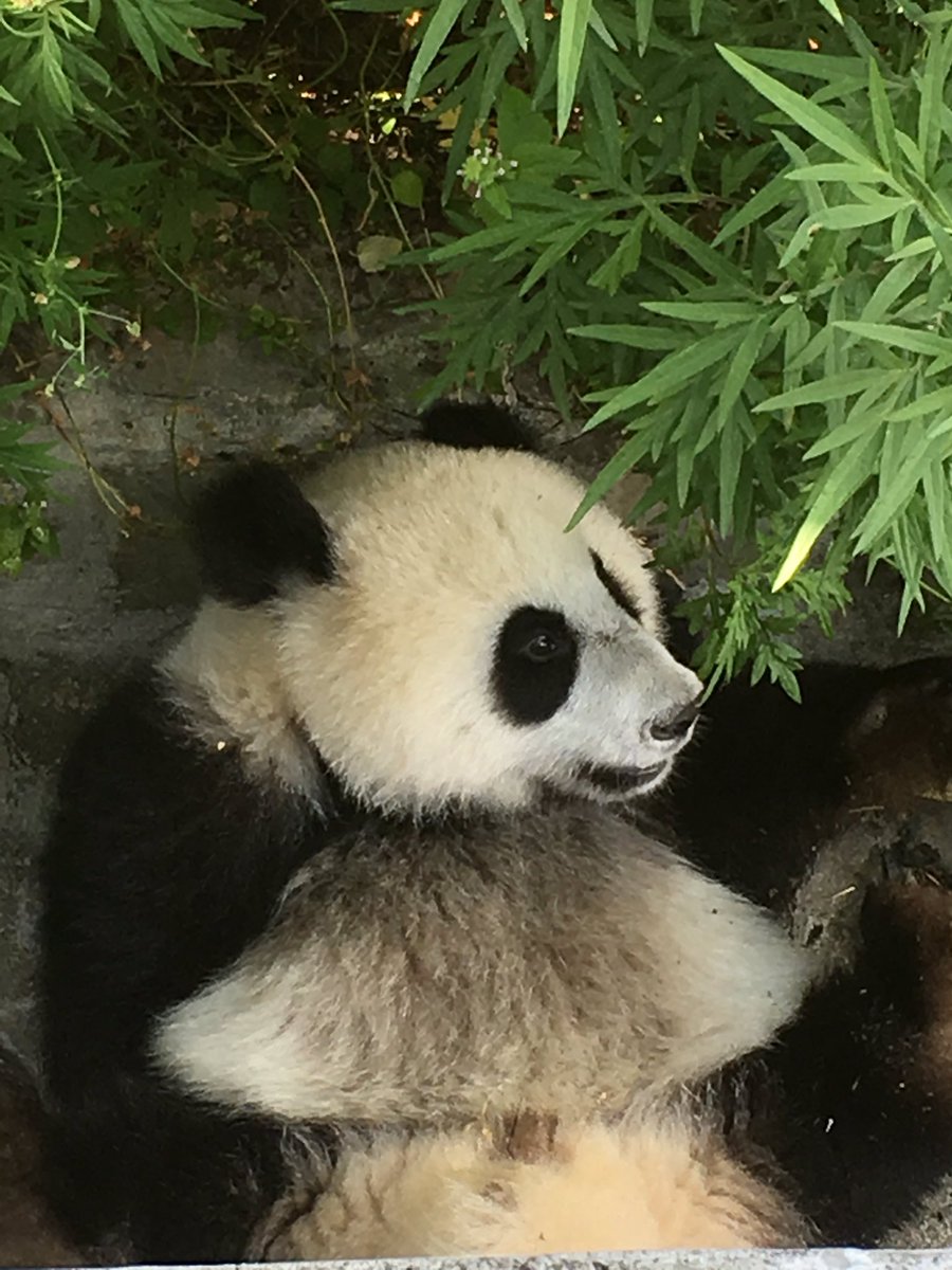 Are you coming for a cuddle or what?! Sick of waiting! #PandaConservation #Sichuan #China