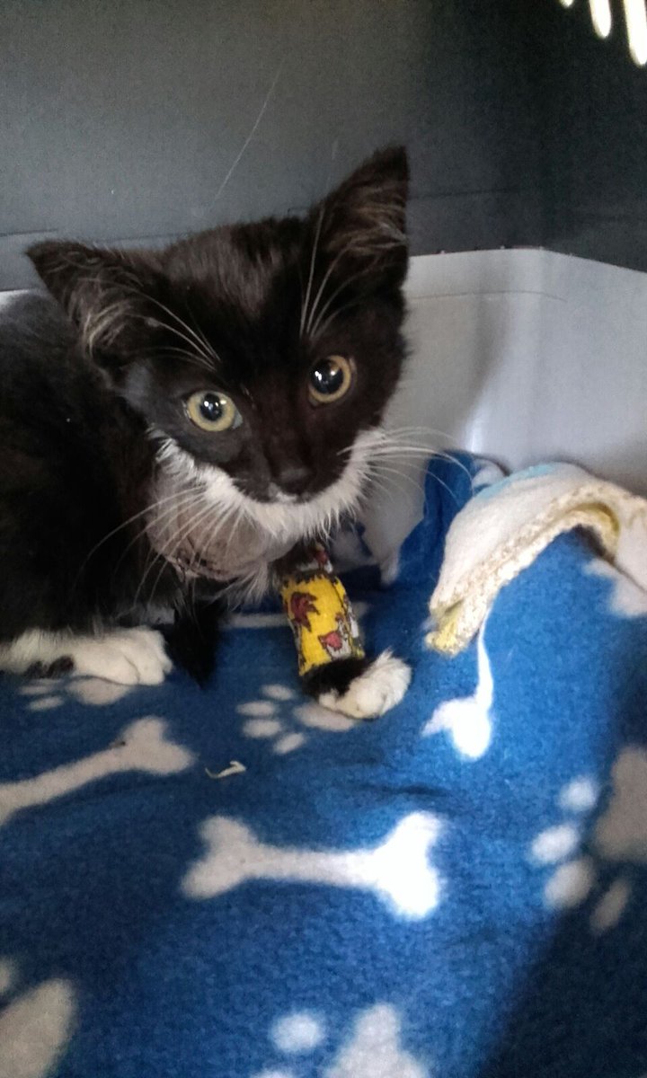 KeighleyCatCare's tweet photo. Dear all, this is 6 wo Nell. She had to have one of her front legs amputated yesterday after being involved in an RTA. She's with us now https://t.co/G7vMqYjsGH