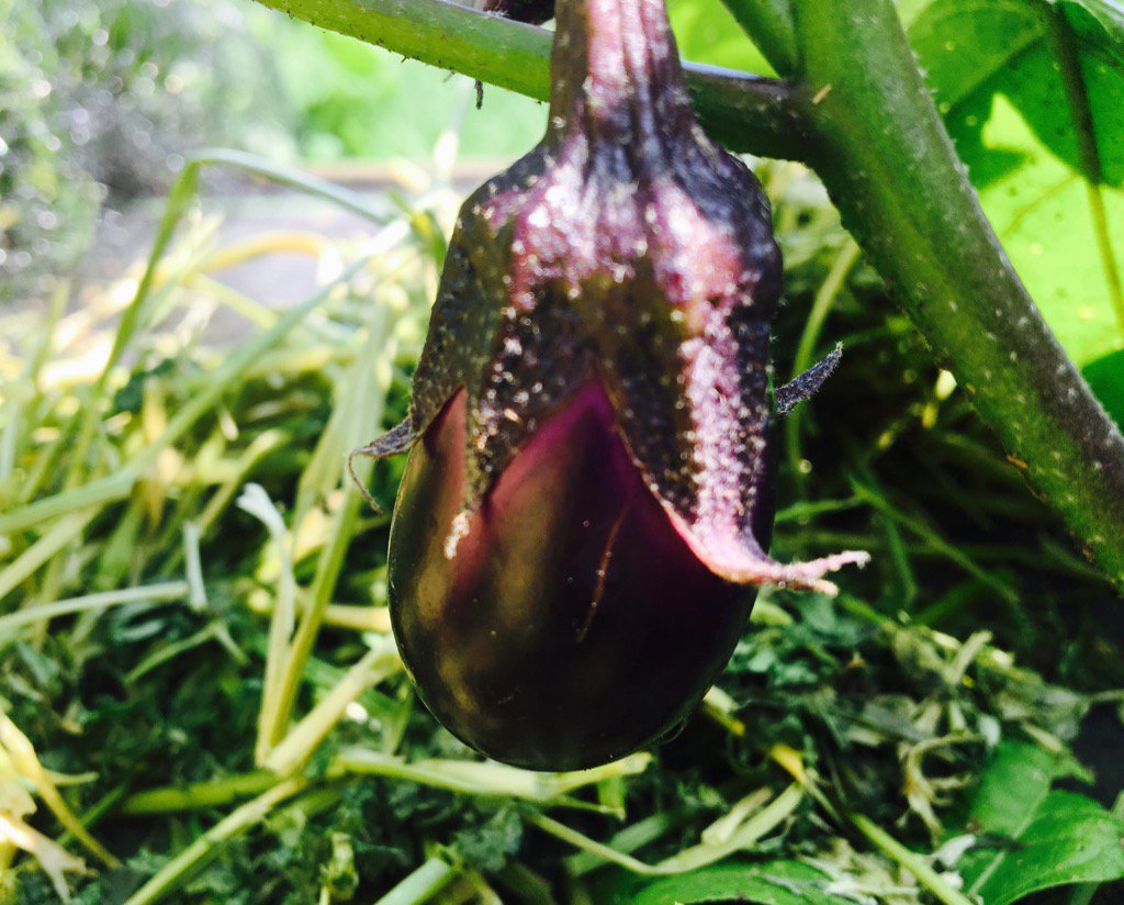MidtownGardens's tweet photo. @GardenWithArt encourages trauma and grief survivors through tapping into creativity #GardenWithArt https://t.co/HgGWkFdqsi