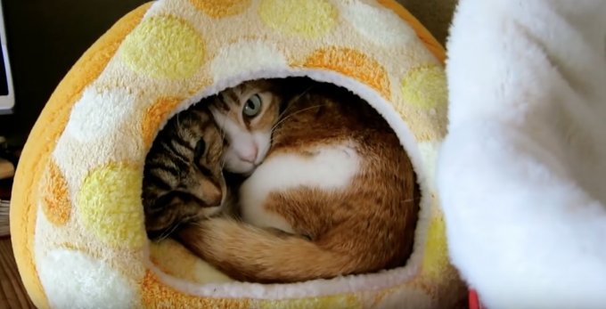 癒し おもしろ動物動画 Youtube ギュウギュウに詰まった猫まんじゅうの動画 T Co Eb7wm6tq18 癒し動画 動物動画 猫動画