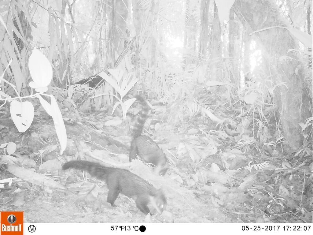coolearth's tweet photo. In this week’s #CaughtOnCameraTrap a couple of cheeky animals were spotted looking for a midnight snack in Asháninka… can you name them? https://t.co/ibhIBfg1nb