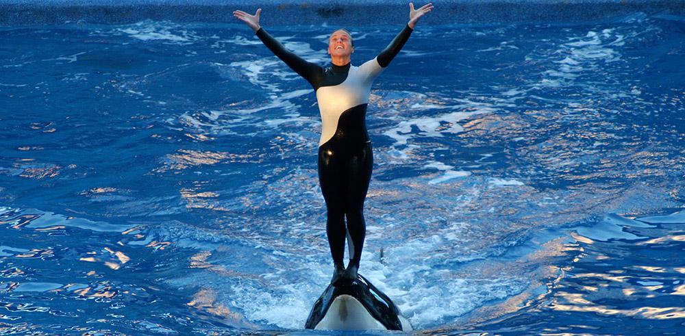 Telerama's tweet photo. “Blackfish”, la bête noire des parcs aquatiques https://t.co/RU5h3Ka2UE https://t.co/7dLZ11kIaN