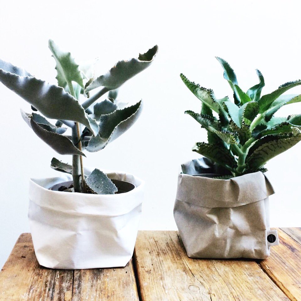 Paper Plant bags available here - thedottylemon.com #cactus #succulents