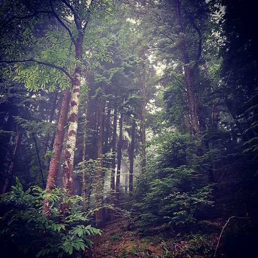 higgledygarden's tweet photo. There is heaps of forestry commision land here, it has public access but no parking...so there is never anyone here...perfect. #GrumpyHermit https://t.co/hRPGFFXXxs