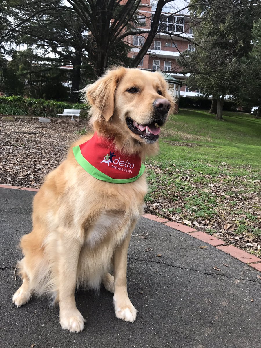 Finally a delta dog team. Visiting your neighbourhood hospitals on Monday Afternoons. #goldenretriver #pringlesdogg