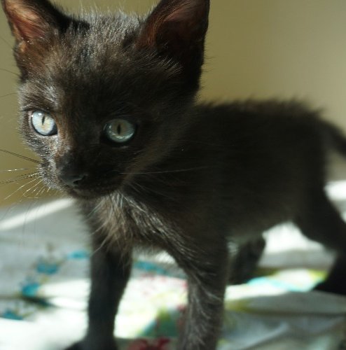 ZarpasyColmillo's tweet photo. Se nos ha llenado la Asociación de peques! 14 peciosidades adorables y juguetonas. Entre ellos seguro que hay 1 perfecto para ti. RT please! https://t.co/kfT3iYsLEA
