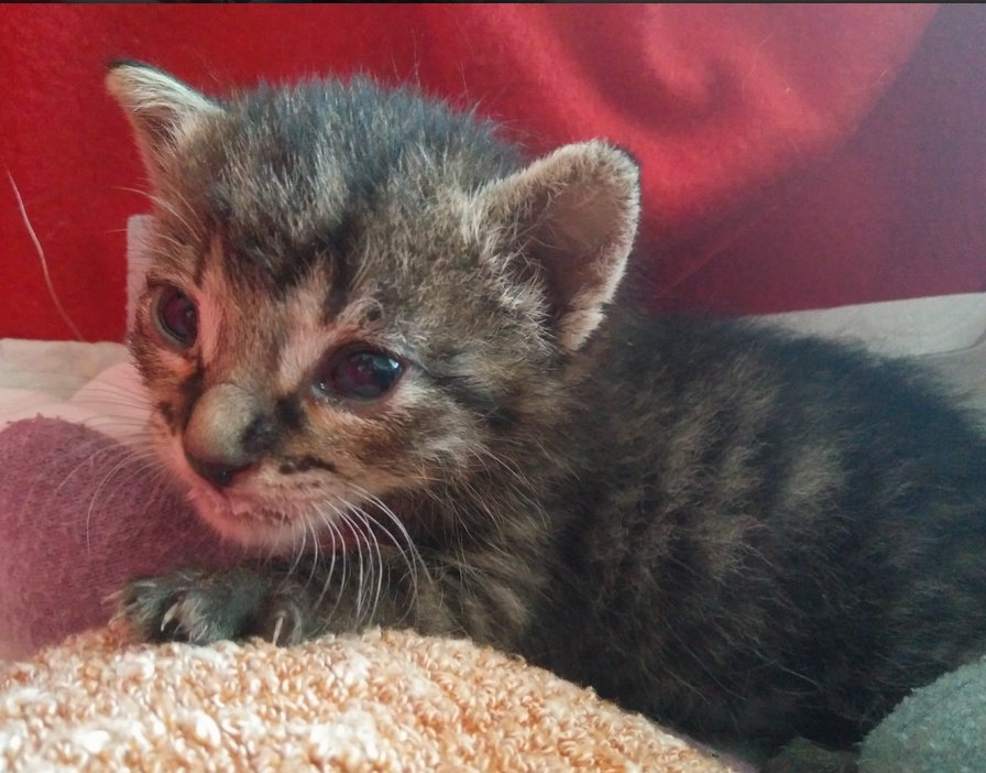 ZarpasyColmillo's tweet photo. Se nos ha llenado la Asociación de peques! 14 peciosidades adorables y juguetonas. Entre ellos seguro que hay 1 perfecto para ti. RT please! https://t.co/kfT3iYsLEA