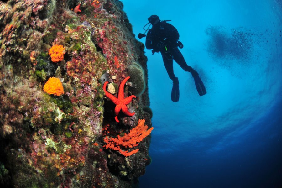 DivetecShop's tweet photo. 22-23 Temmuz Saros kamplı dalış turu detayları için: https://t.co/GWNStIEiCz 50 TL değerinde tank banger HEDİYE #dalış #sualtı #dalışturu https://t.co/FGjdm89Vaa
