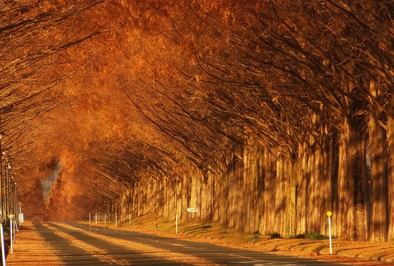 TourankApp's tweet photo. Metasequoia Tree Lane in Shiga of Japan forms a picturesque landscape in autumn. #Japantravel  #autumn #leaves #oakmtg #Japanese #lane #trip https://t.co/83lgmV2KH4