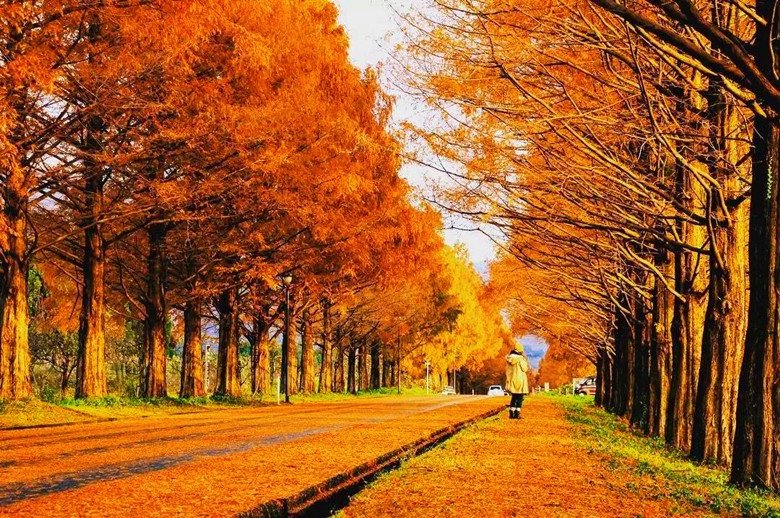 TourankApp's tweet photo. Metasequoia Tree Lane in Shiga of Japan forms a picturesque landscape in autumn. #Japantravel  #autumn #leaves #oakmtg #Japanese #lane #trip https://t.co/83lgmV2KH4