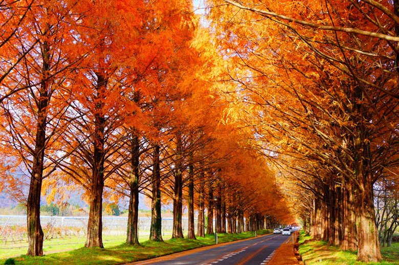TourankApp's tweet photo. Metasequoia Tree Lane in Shiga of Japan forms a picturesque landscape in autumn. #Japantravel  #autumn #leaves #oakmtg #Japanese #lane #trip https://t.co/83lgmV2KH4