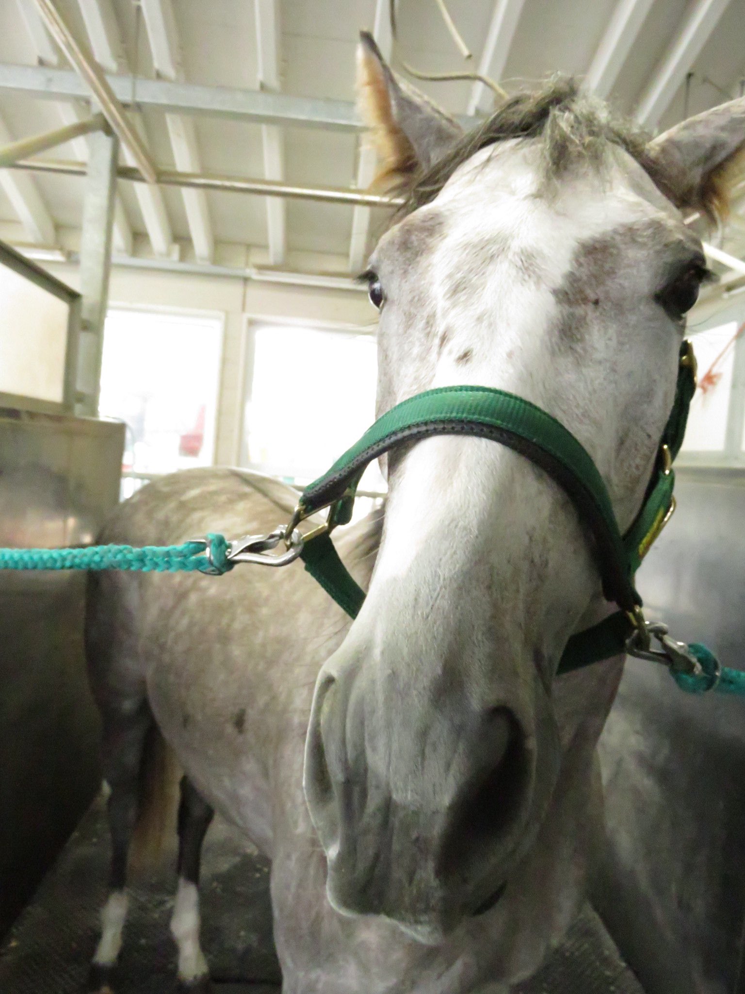 日刊ゲンダイ 競馬 タピット産駒と言えば テスタマッタ ラニ等が有名 音無厩舎に入厩したキャットタング 母wile Cat も同産駒 半姉には 英２歳ｇ シレニアｓ勝ち馬で ２年で廃止された 幻の ｂｃジュベナイルスプリントの第１回 着馬シュムース