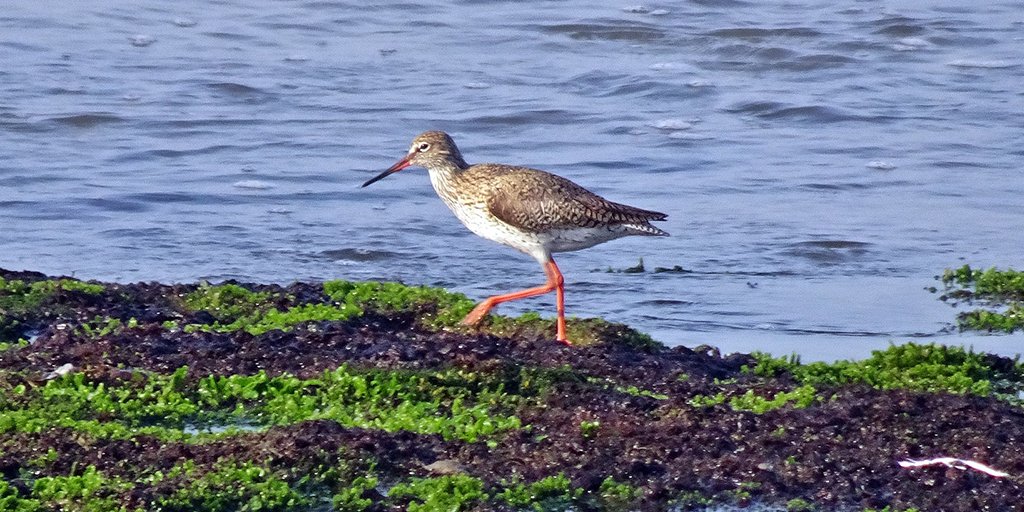 UK_CEH's tweet photo. Our former PhD student Elwyn Sharps on the benefits of blogging: Of writing &amp; Redshanks https://t.co/noMpCmbcND #phdchat #ECR #ornithology https://t.co/m7npvaBXLq