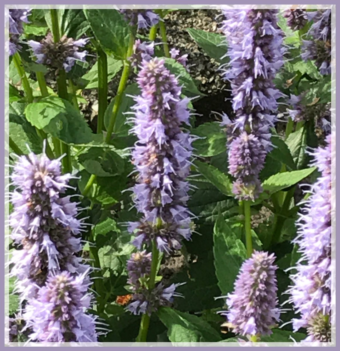 josephiensierag's tweet photo. De #dropplant staat in bloei, paarse #bloemen! Nu wachten tot de #dropjes rijp zijn 😉 Ik ga voor #muntdrop, toch een #geldboom 🤣 #moestuin 🌳 https://t.co/cqL2VSzjkD
