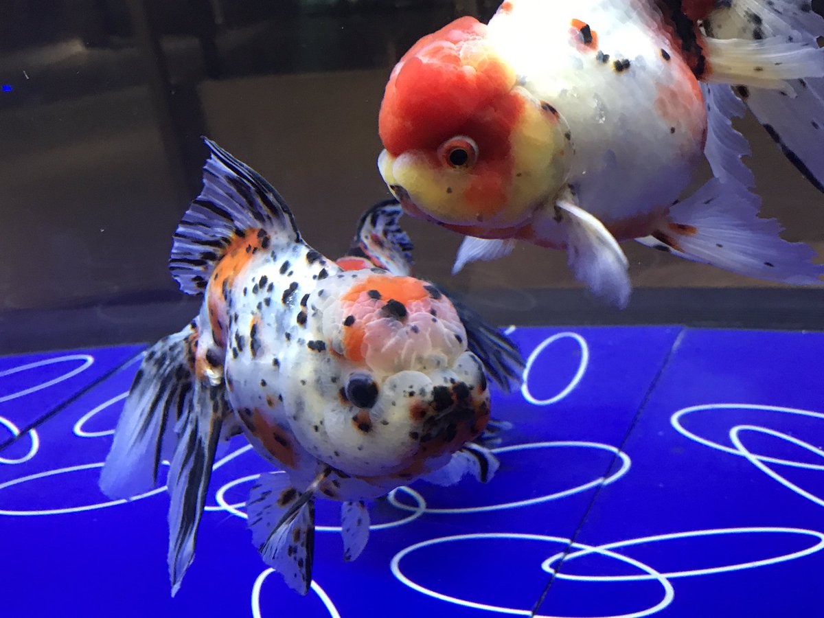 あかつき みつぐ リアル金魚草 すみだ水族館 金魚 東京金魚ワンダーランド
