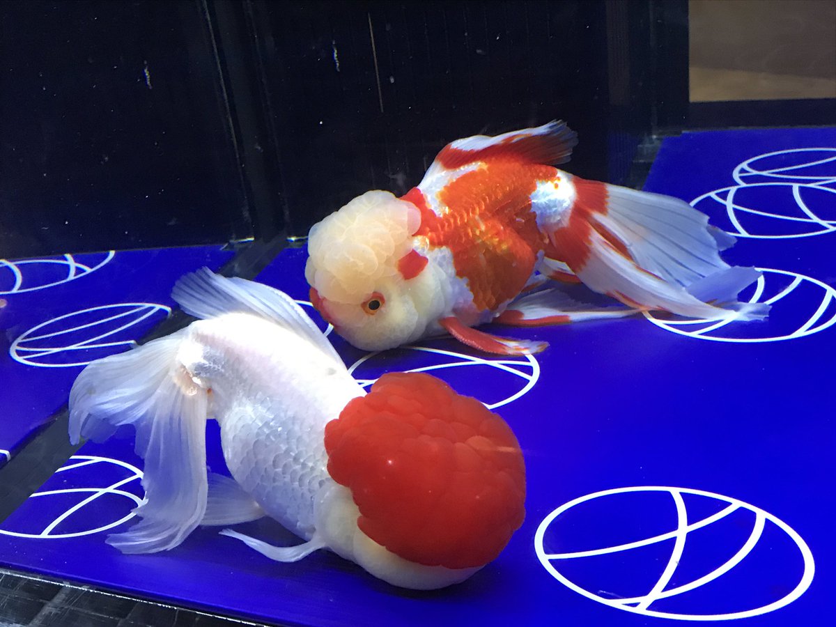 あかつき みつぐ リアル金魚草 すみだ水族館 金魚 東京金魚ワンダーランド