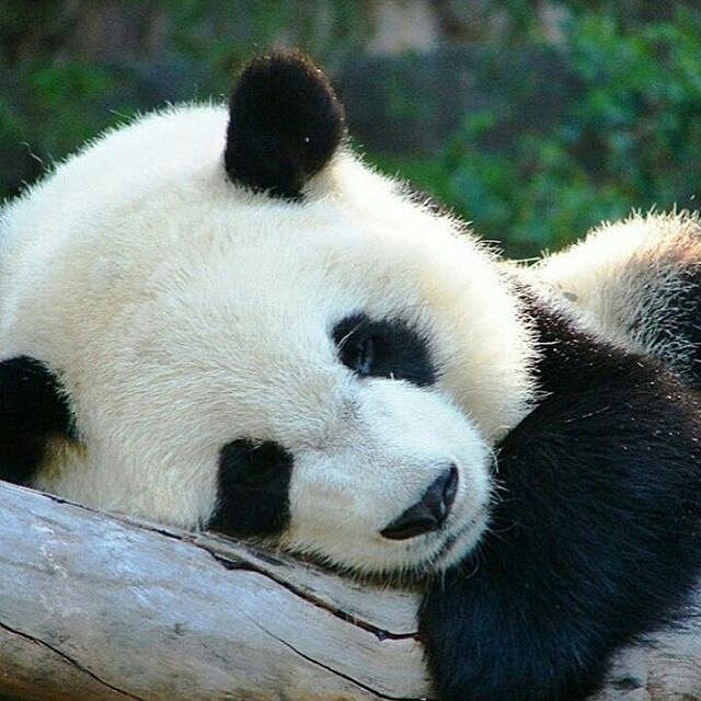 YeoXuan's tweet photo. #NewProfilePic
#panda4ever >.< https://t.co/P6bGEKNzWu