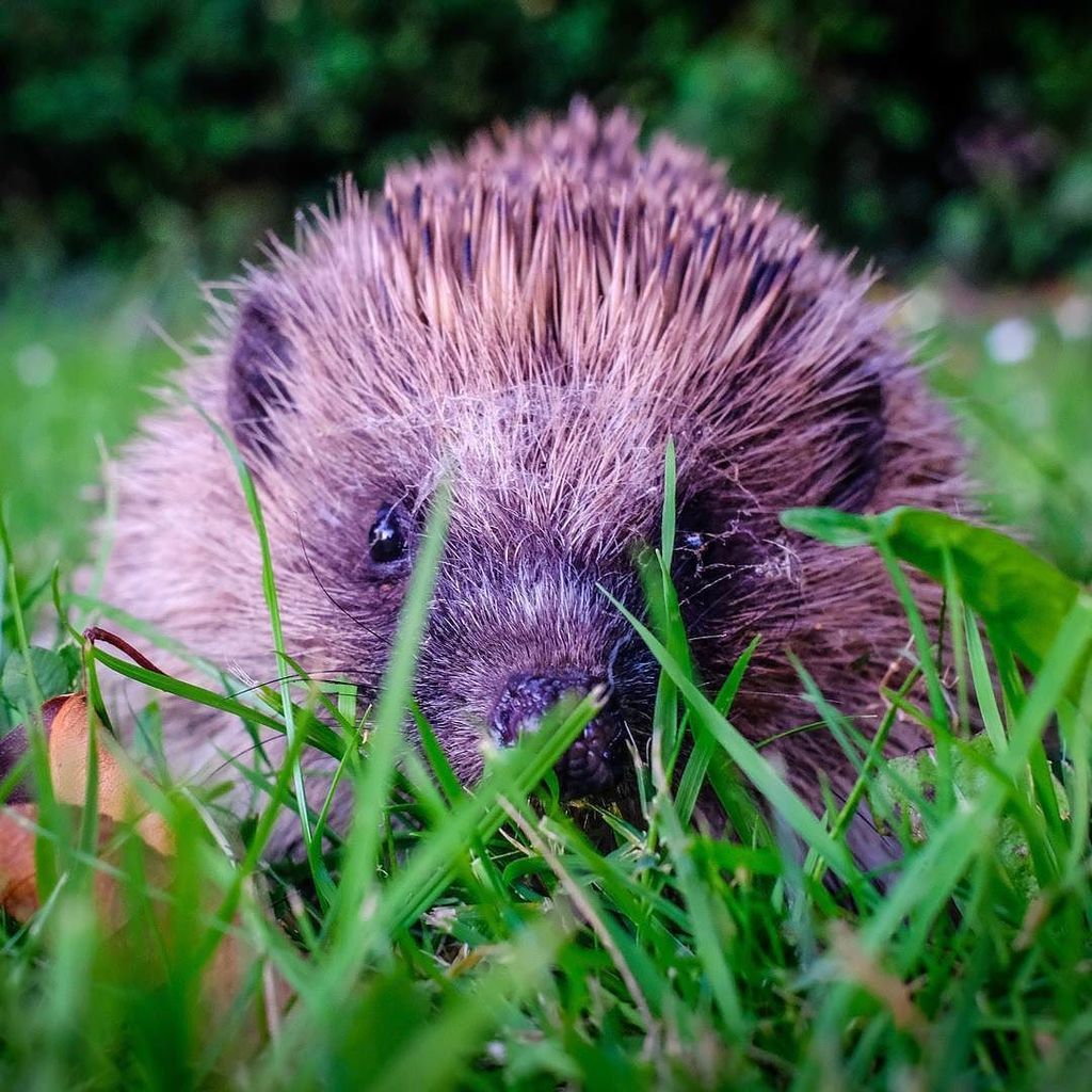 JohnBeardon's tweet photo. You lookin' at me? Our garden #hedgehog #fujifilm_xseries #fujifilm_uk #xt20 #tamron #adaptall 28mm #vintagelens #… https://t.co/qintfc3Wai https://t.co/5Pr5SQE38W