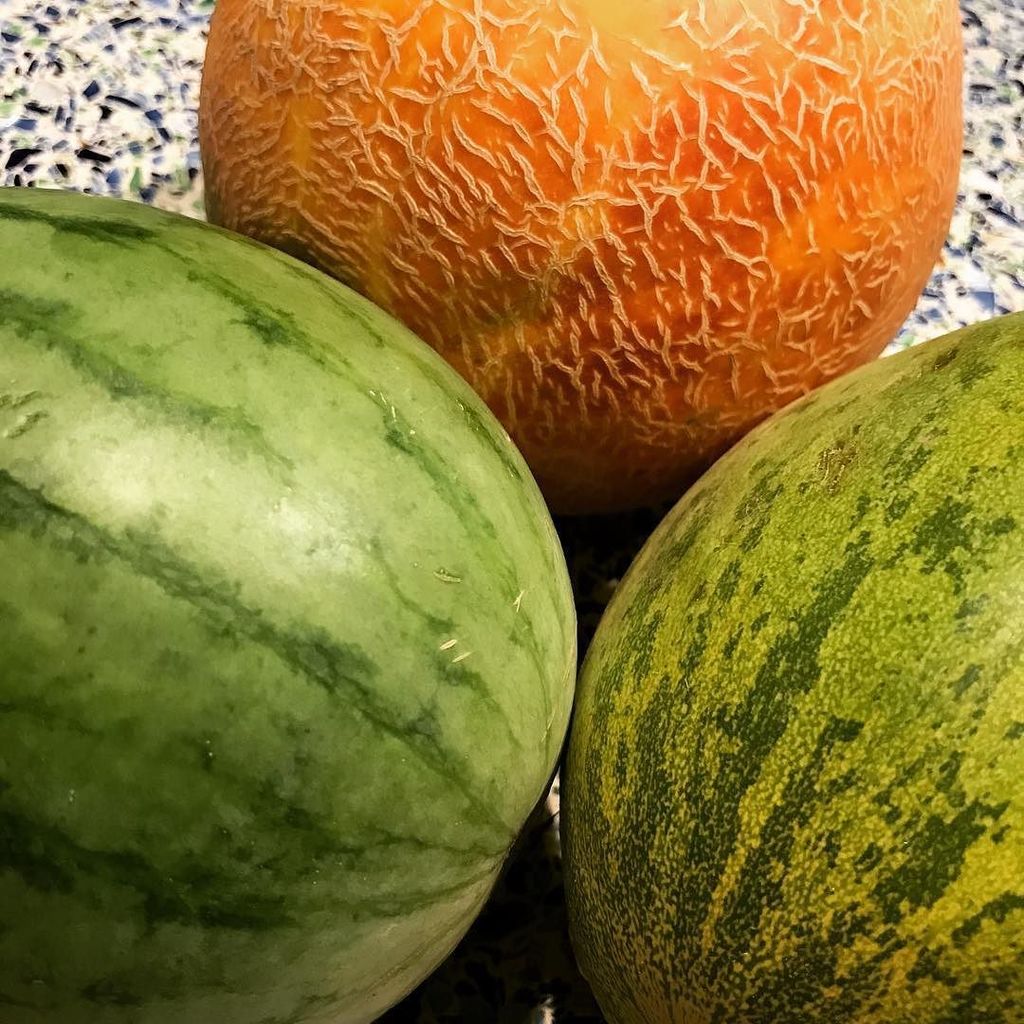 Late July means a Central Texas melon trio: Galia from @farmshareatx, Piel de Sapo from <a href="/tecolotefarm/">Tecolote Farm</a>, and the sweetest watermelon from Far…