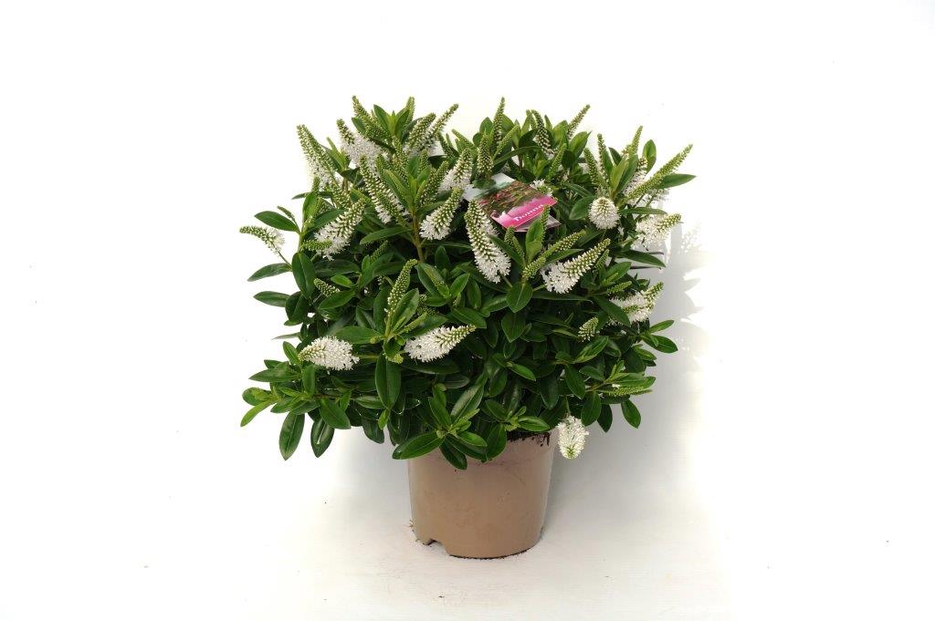 Hebe Addenda 
Super size 2 litre plants
20x6 per trolley
Perfect for next weeks sales!!