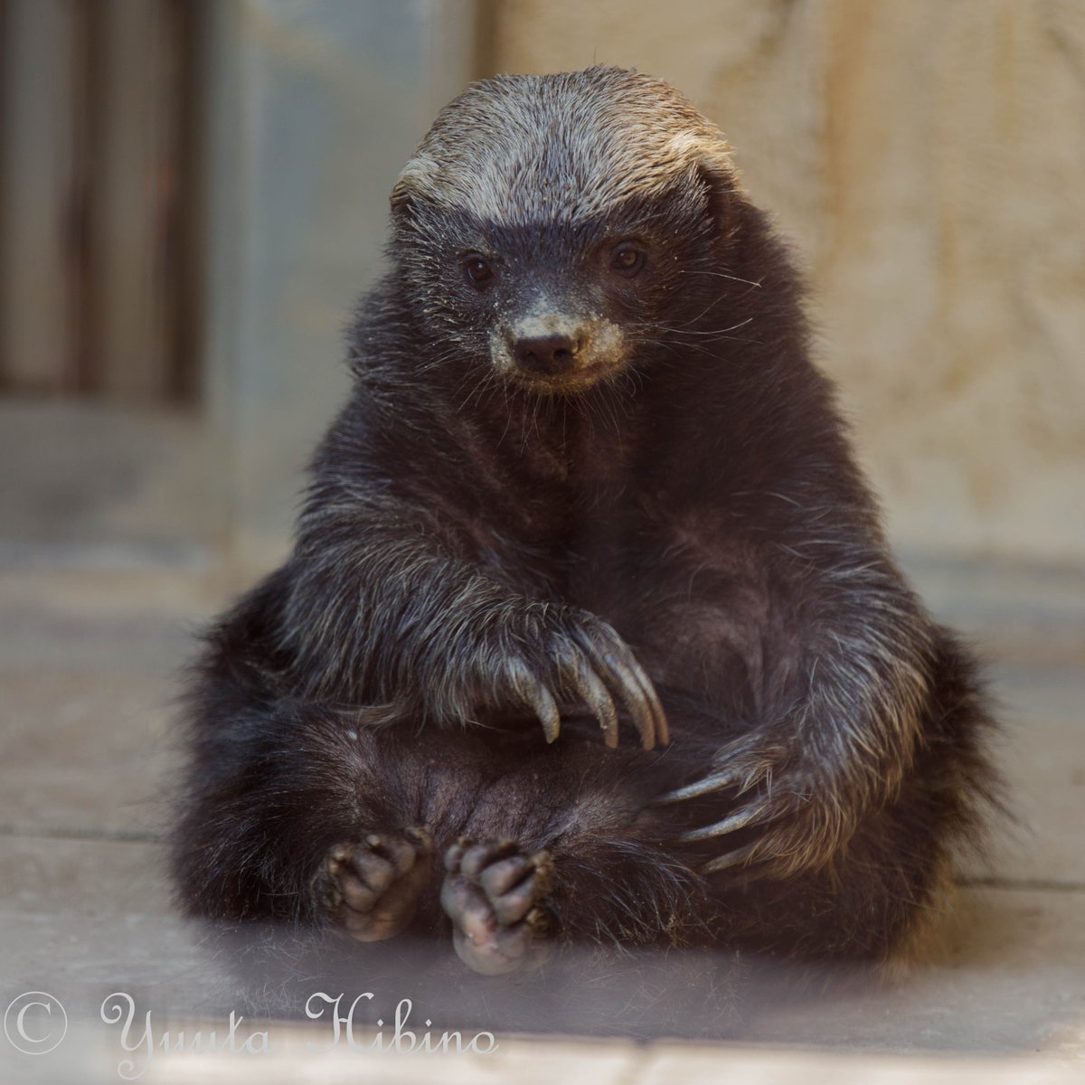 雄太 Twitterissa 可愛らしいポーズで座るラーテル 東山動物園 ラーテル