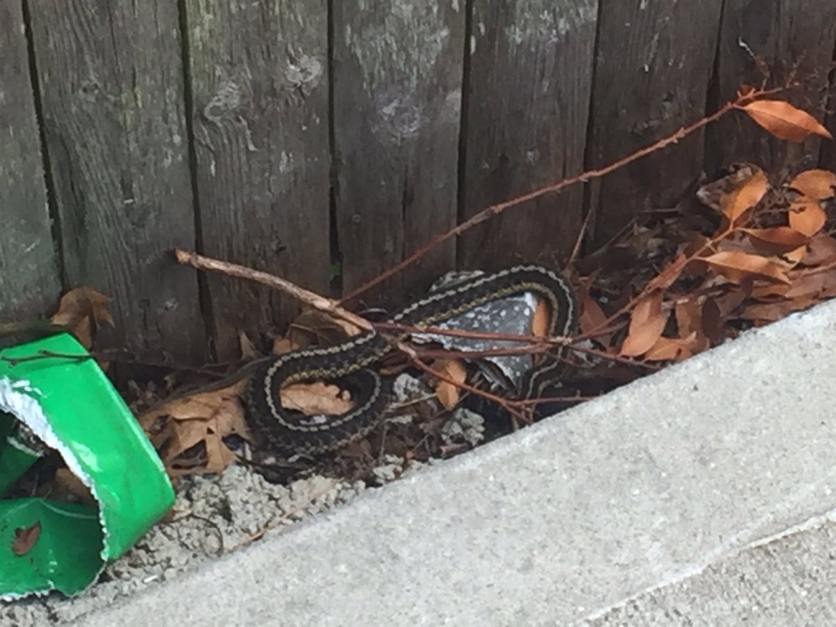 JDESNOYERSWAFF's tweet photo. My slithery, disgusting serpent has returned. 🐍🐍🐍 he may look small, but WHATEVER. Still freaks me out!#afraidofsnakes https://t.co/QJKLY7ajEs