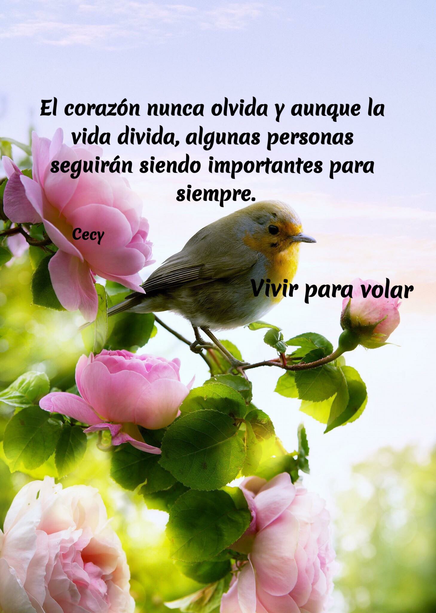 Vivir para volar on Twitter