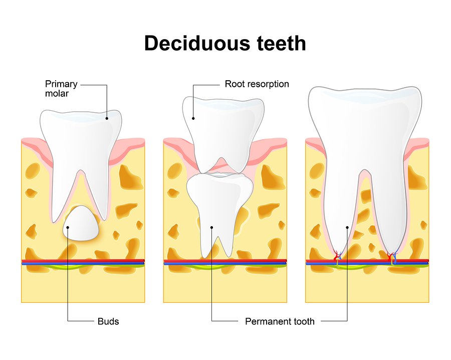 phxendodontic's tweet photo. New blog post! Don't know much about #RootResorption? Learn more here - https://t.co/fmbr2vxGP0 https://t.co/m4VRdYtx59