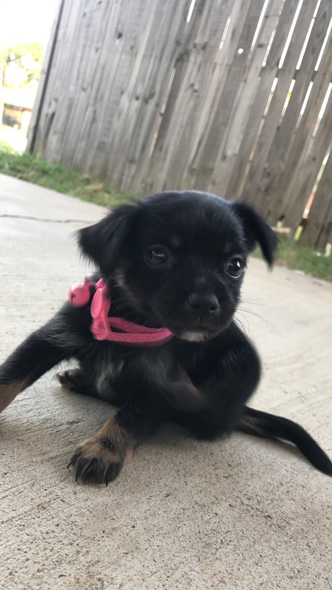 QueeeenDeee20's tweet photo. I'm really in love 😍 #MeetDiamond 💜💎 https://t.co/RKv3CVtkoI