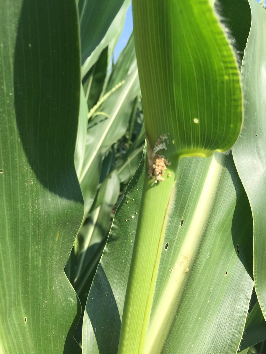 Corn borer damage in conventional hybrid south of Alton. Several plants showing damage.