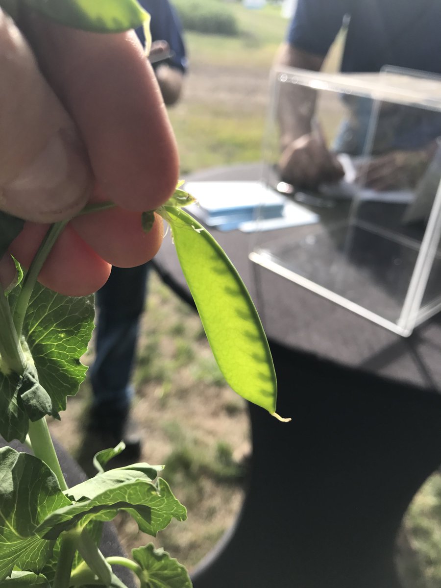 WolfTraxInc's tweet photo. See the difference in height &amp; pod fill in this first look at the NEW Compass Minerals foliar product launching this fall. Booth 321! #AIM17 https://t.co/sYIOauaCbP