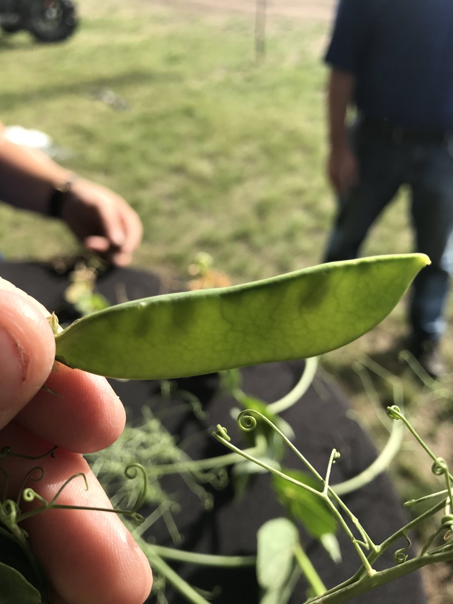 WolfTraxInc's tweet photo. See the difference in height &amp; pod fill in this first look at the NEW Compass Minerals foliar product launching this fall. Booth 321! #AIM17 https://t.co/sYIOauaCbP