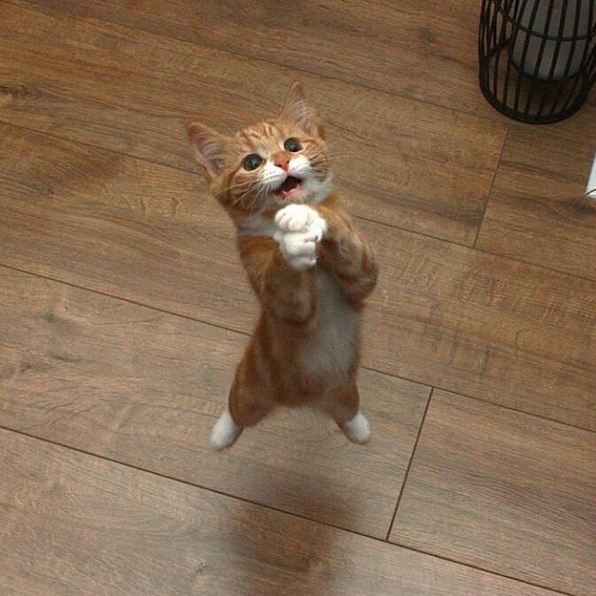Warmpets's tweet photo. 😍😍😍 https://t.co/AkUgKPamQU