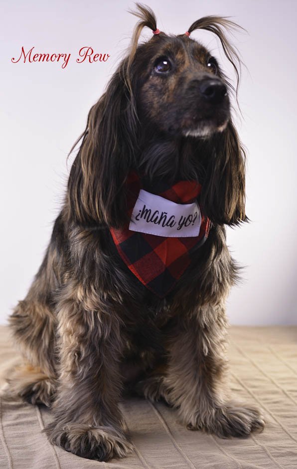MemoryRew's tweet photo. ¿Maña yo?😁 Collar para mascotas🐕🐈🐇con bolsillo para guardar las bolsitas o unos apetitosos chuches😋. #MemoryRew #Mascostas #Maños #Zaragoza https://t.co/0fipBY36bJ