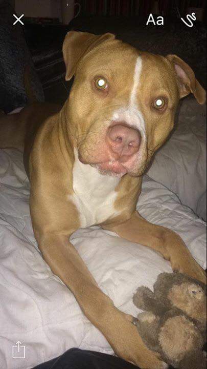 LetsEndBSLNow's tweet photo. #pupdate FANTASTIC NEWS both dogs in court today Abby and Major have both been exempted and will be coming home soon as everything in place https://t.co/NI0iCfT6Ok