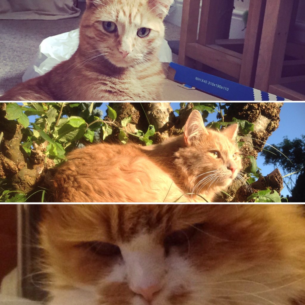 langerslangers's tweet photo. @Ermintrude2 #socialworkpets ❤️ my ginger pusscats Meet Chester (2yrs)Benson (2yrs)& Giz 21yrs old! Benson disappeared 6months ago 😢 https://t.co/WmJTWMM9OB