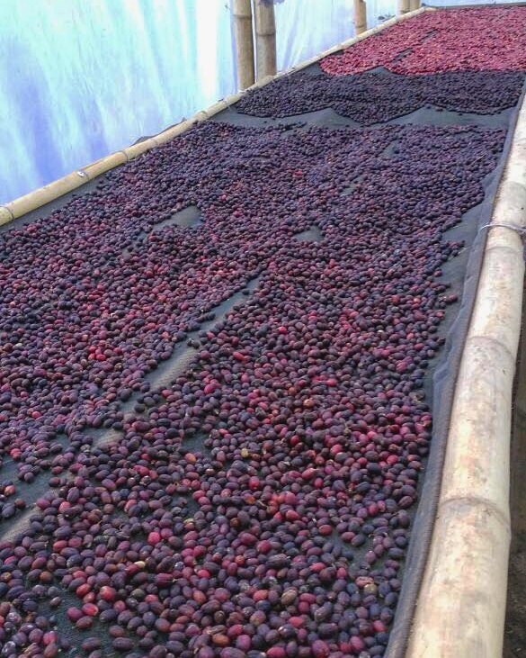 KopiUjung's tweet photo. On process....
.
#coming soon
#kopiujung
#limited
#naturalprocesscoffee https://t.co/FTwVydsQvD https://t.co/33bigBBspD