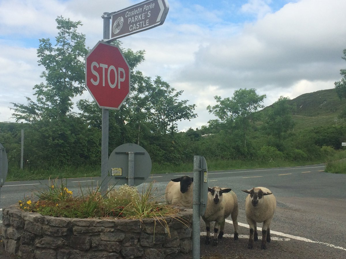Glens_Cycling's tweet photo. Keep eye out for the sheep! Leitrim Glens Sportive coming Aug 20th @deric_hartigan https://t.co/dLtYBQLrqX Sign up https://t.co/XaETdmkjid https://t.co/Vq0qoehpsI