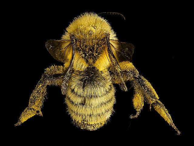 thebeekeeperman's tweet image. Honey bees give out the best for us human beings to benefit from them...  #honeybeefarming
