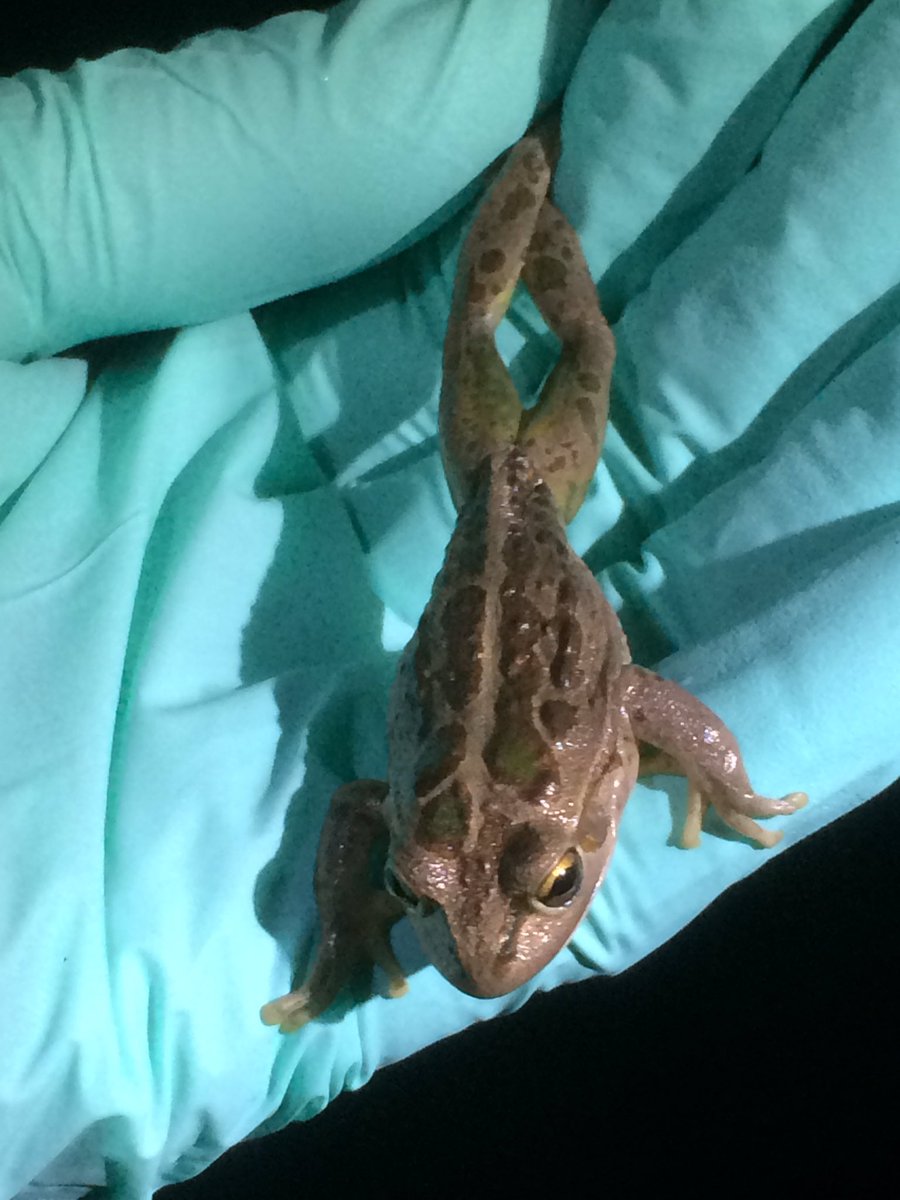 Rob Davis tweet media