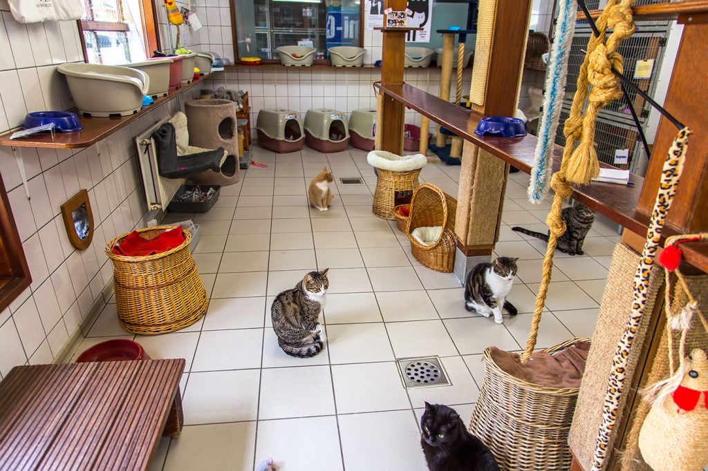 PostScriptumBlg's tweet image. #Amsterdam, la Barca dei Gatti. Quando il volontariato diventa un’attrazione #barcadeigatti #depoezenboot #catboat b2s.pm/kBxsgC