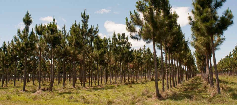 Ecogranjero's tweet photo. ARGENTINA

Catamarca lanza el mayor plan de forestación de los últimos años https://t.co/YFbH3vZHuQ https://t.co/pO81fYoxdV