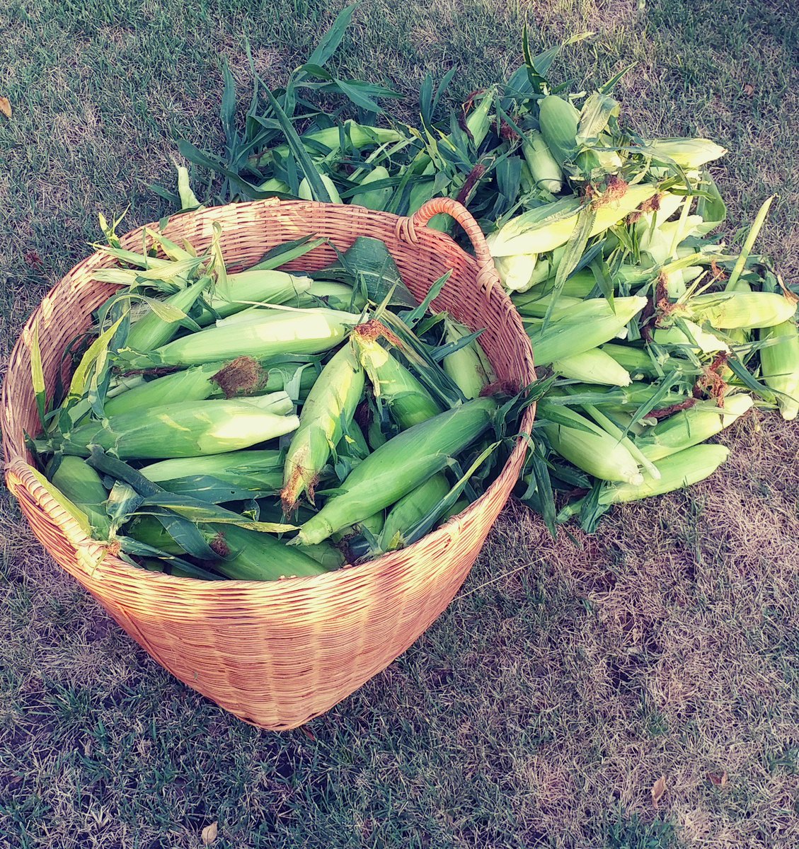 Crack a dawn sweet corn pickin'! Beans to pick so to beat the 'spray dogs' this morn. Out! #farmliving #organicproduce  #livingonthefarm