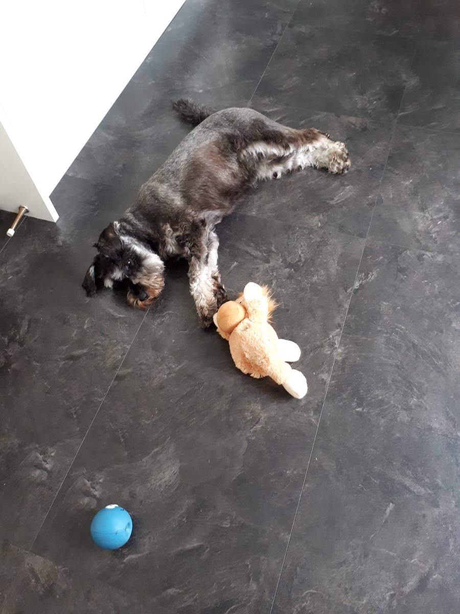 DottiePiglet's tweet photo. Just lazin around. Bein cute. #idontevenhavetotry https://t.co/lP14tawuee