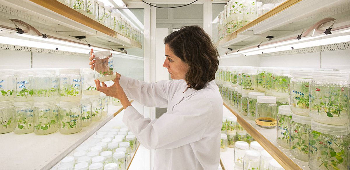 RevistaMercados's tweet photo. #Simientes para los #alimentos del futuro @SemillasFito #semillas https://t.co/v3oIcLpEU3 @elpais_espana https://t.co/eduDEk55Pk
