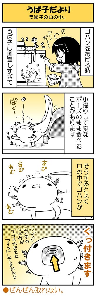【うぱ子だより31】毎週水曜公開ウーパールーパー・うぱ子の日常4コマまんが。うぱ子のゴハンあるある。 #うぱ子だより ■単行本も発売中です∋( ゜- ゜)∈(https://t.co/bXx8nnXide)■